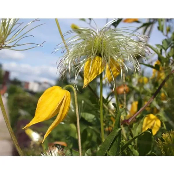 New 1 VÄXT AV CLEMATIS TIBETANA TANGUSTICA BIL KRUKA 16CM clematide Blommor