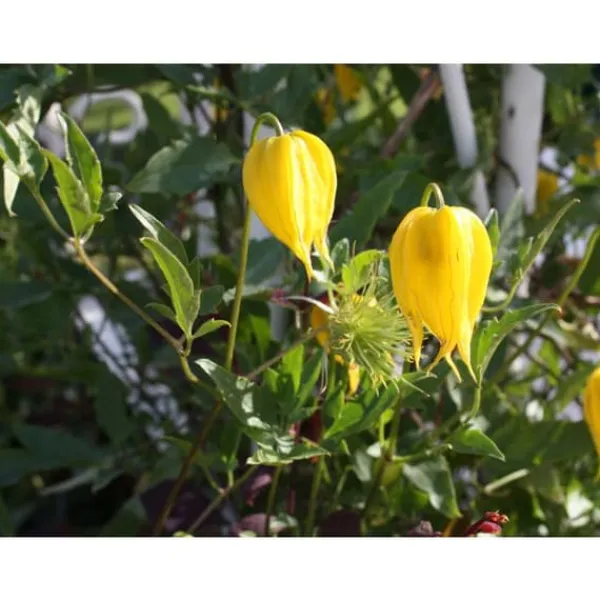 New 1 VÄXT AV CLEMATIS TIBETANA TANGUSTICA BIL KRUKA 16CM clematide Blommor