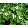 1 VÄXT AV CORNUS CANADENSIS KRUKA 17CM perenn