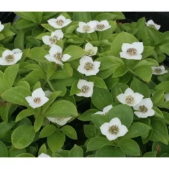 1 VÄXT AV CORNUS CANADENSIS KRUKA 17CM perenn