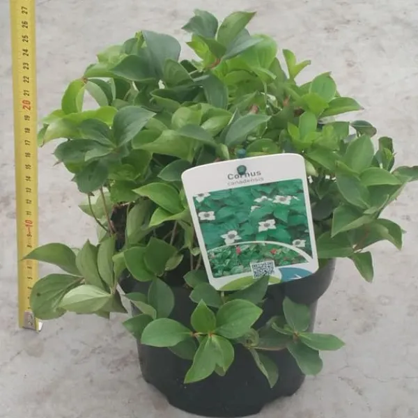 1 VÄXT AV CORNUS CANADENSIS KRUKA 17CM perenn