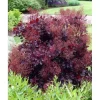 Best 1 VÄXT AV COTINUS COGGYGRIA ROYAL PURPLE VAS 15CM lövfällande Buskar