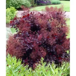 Best 1 VÄXT AV COTINUS COGGYGRIA ROYAL PURPLE VAS 15CM lövfällande Buskar