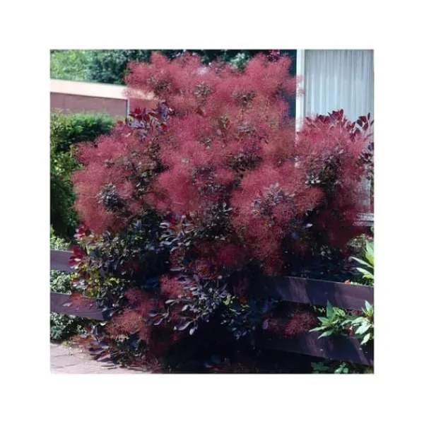 Best 1 VÄXT AV COTINUS COGGYGRIA ROYAL PURPLE VAS 15CM lövfällande Buskar