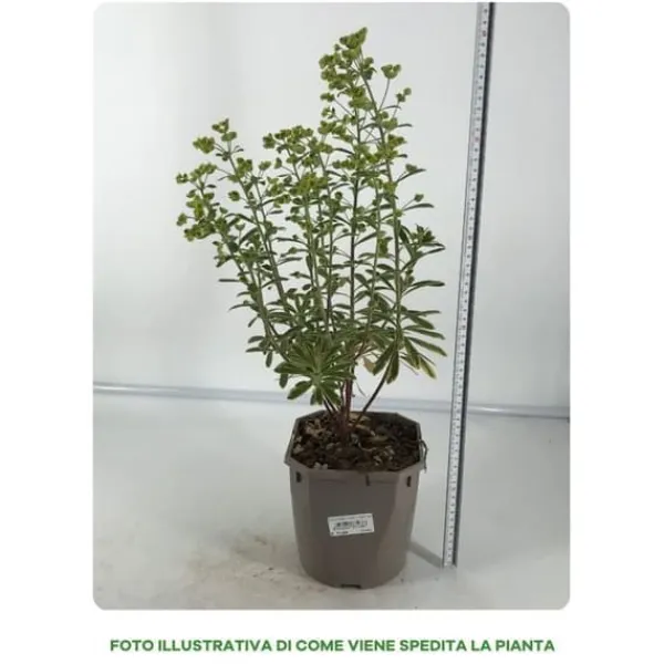 Outlet 1 VÄXT AV EUPHORBIA ASCOT I KRUKA 17CM, UTOMHUSVÄXTER, PERENNER Trädgårdsväxter