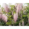 Clearance 1 VÄXT AV GLICINIA WISTERIA FLORIBUNDA ROSEA KRUKA 16CM Buskar