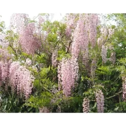 Clearance 1 VÄXT AV GLICINIA WISTERIA FLORIBUNDA ROSEA KRUKA 16CM Buskar