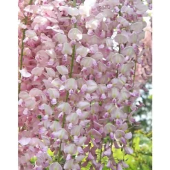 Clearance 1 VÄXT AV GLICINIA WISTERIA FLORIBUNDA ROSEA KRUKA 16CM Buskar
