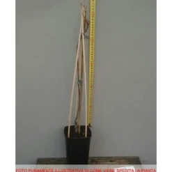 Clearance 1 VÄXT AV GLICINIA WISTERIA FLORIBUNDA ROSEA KRUKA 16CM Buskar