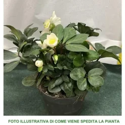 Best 1 VÄXT AV HELLEBORUS CHRISTMAS CAROL XL RÖD JULEKRAFT VAS 17CM ELLEBORO PERENNE JUL Blommor