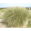 1 VÄXT AV MISCANTHUS SINENSIS MORNING LIGHT KRUKA 17CM Graminacea