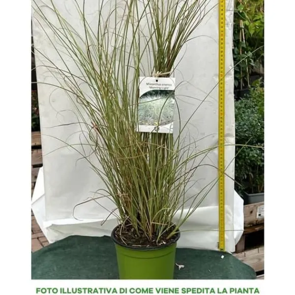 1 VÄXT AV MISCANTHUS SINENSIS MORNING LIGHT KRUKA 17CM Graminacea