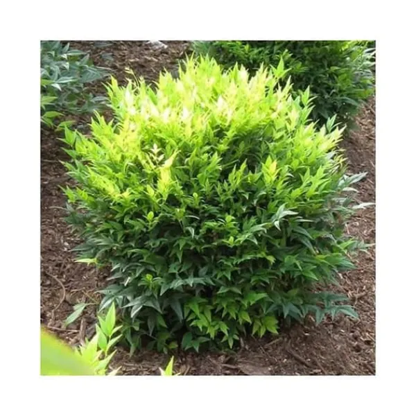 1 VÄXT AV NANDINA DOMESTICA LEMON LIME I KRUKA 18CM PÅ STENIGT OMRÅDE