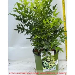 1 VÄXT AV NANDINA DOMESTICA LEMON LIME I KRUKA 18CM PÅ STENIGT OMRÅDE
