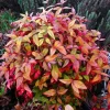 1 VÄXT AV NANDINA DOMESTICA FIRE POWER KRUKA 18CM STENAR BLOMSTERKÄRL