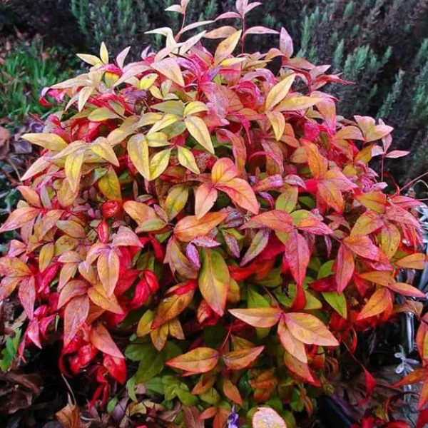 1 VÄXT AV NANDINA DOMESTICA FIRE POWER KRUKA 18CM STENAR BLOMSTERKÄRL