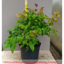 1 VÄXT AV NANDINA DOMESTICA FIRE POWER KRUKA 18CM STENAR BLOMSTERKÄRL