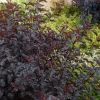 Discount 1 VÄXT AV PHYSOCARPUS OPULIFOLIUS ALL BLACK KRUKA 19CM lövfallande Buskar