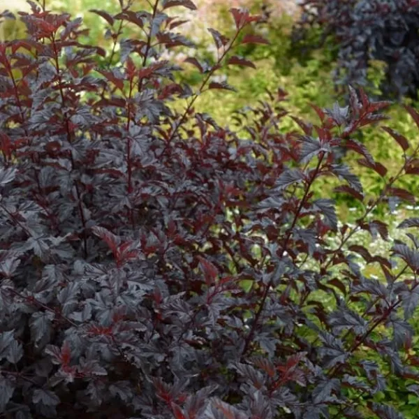 Discount 1 VÄXT AV PHYSOCARPUS OPULIFOLIUS ALL BLACK KRUKA 19CM lövfallande Buskar