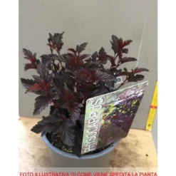 Discount 1 VÄXT AV PHYSOCARPUS OPULIFOLIUS ALL BLACK KRUKA 19CM lövfallande Buskar