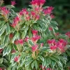 New 1 VÄXT AV PIERIS JAPONICA FLAMING SILVER KRUKA 19CM Buskar