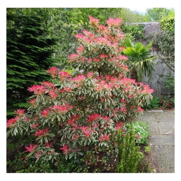 New 1 VÄXT AV PIERIS JAPONICA FLAMING SILVER KRUKA 19CM Buskar