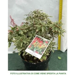 New 1 VÄXT AV PIERIS JAPONICA FLAMING SILVER KRUKA 19CM Buskar