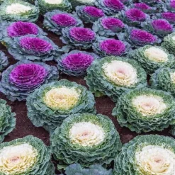 1 VÄXT AV PRYDNADSKÅL BRASSICA KRUKA 14CM, BALKONGBLOMMAR Trädgårdsväxter