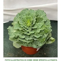 1 VÄXT AV PRYDNADSKÅL BRASSICA KRUKA 14CM, BALKONGBLOMMAR Trädgårdsväxter