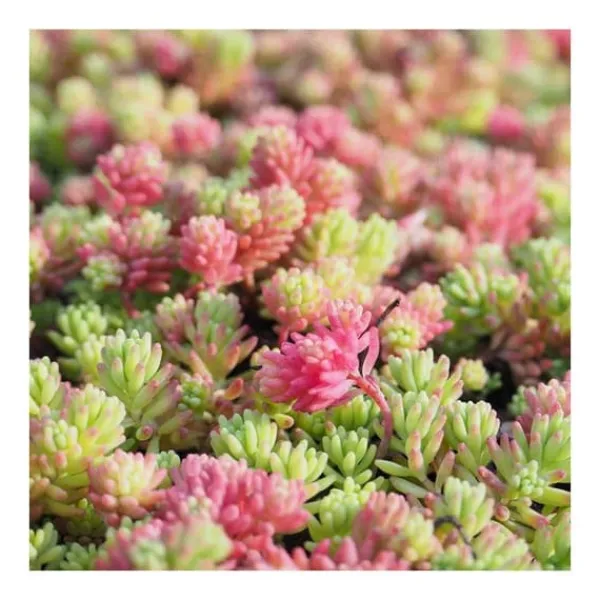 1 VÄXT AV SEDUM I BLANDAT URVAL KRUKA 13CM