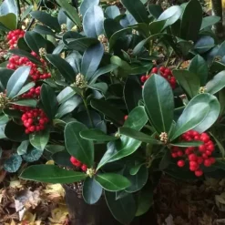 Discount 1 VÄXT AV SKIMMIA JAPONICA VEITCHII KRUKA 23CM Buskar