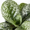 Outlet 1 VÄXT AV STREPTOCARPUS PRETTY TURTLE KRUKA 13CM INOMHUSVÄXT Krukväxter Inomhus