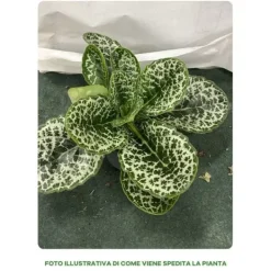 Outlet 1 VÄXT AV STREPTOCARPUS PRETTY TURTLE KRUKA 13CM INOMHUSVÄXT Krukväxter Inomhus