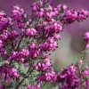 Hot 1 VÄXT ERICA DARLEYENSIS ROSA I 12CM KRUKA, UTOMHUSVÄXTER, STÄNDIGGRÖN, BLOMMOR FÖR BALKONG Blommor