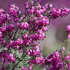 Hot 1 VÄXT ERICA DARLEYENSIS ROSA I 12CM KRUKA, UTOMHUSVÄXTER, STÄNDIGGRÖN, BLOMMOR FÖR BALKONG Blommor