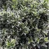 Discount 1 VÄXT EUONYMUS MICROPHYLLUS I EN KRUKA PÅ 9CM, UTEVÄXTER, STÄNDIGGRÖN Buskar