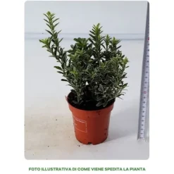 Discount 1 VÄXT EUONYMUS MICROPHYLLUS I EN KRUKA PÅ 9CM, UTEVÄXTER, STÄNDIGGRÖN Buskar