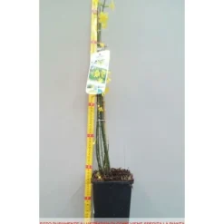 1 VÄXT JASMINUM GELSOMINO NUDIFLORUM KRUKA 12CM Lövfällande
