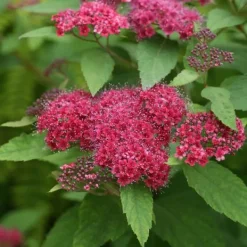 Hot 1 VÄXT SPIRAEA JAPONICA DOUBLE PLAY RED KRUKA 18CM Buskar