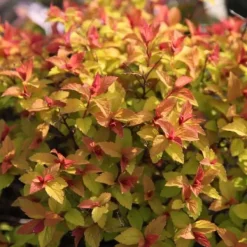 Best 1 VÄXT SPIRAEA JAPONICA LITTLE FLAME KRUKA 18CM Buskar