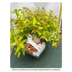 Best 1 VÄXT SPIRAEA JAPONICA LITTLE FLAME KRUKA 18CM Buskar