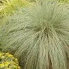 1 VÄXTA AV CAREX COMANS FROSTED CURLS I TOPP 18CM, UTOMHUSVÄXTER, GRÄSARTER