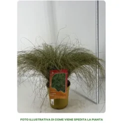 1 VÄXTA AV CAREX COMANS FROSTED CURLS I TOPP 18CM, UTOMHUSVÄXTER, GRÄSARTER