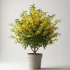 Sale 1 VÄXTA AV CHIMONANTHUS PRAECOX VINTERKALIKANTHUS KRUKA 26CM BUSKE Buskar