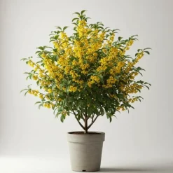 Sale 1 VÄXTA AV CHIMONANTHUS PRAECOX VINTERKALIKANTHUS KRUKA 26CM BUSKE Buskar