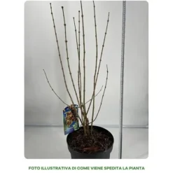Sale 1 VÄXTA AV CHIMONANTHUS PRAECOX VINTERKALIKANTHUS KRUKA 26CM BUSKE Buskar