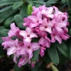 1 VÄXTA AV DAFNE PINK FRAGRANCE I KRUKA 17CM, VÄXTER FÖR UTEBRUK