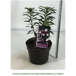 1 VÄXTA AV DAFNE PINK FRAGRANCE I KRUKA 17CM, VÄXTER FÖR UTEBRUK