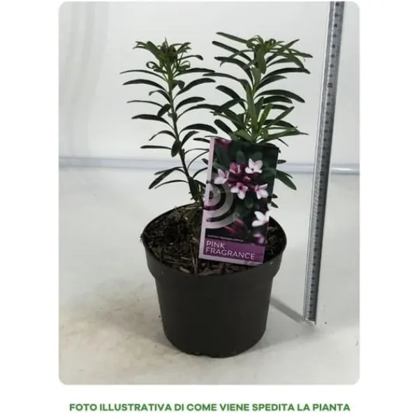 1 VÄXTA AV DAFNE PINK FRAGRANCE I KRUKA 17CM, VÄXTER FÖR UTEBRUK