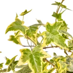 Discount 1 VÄXTA AV EDERA HELIX VARIEGATA KRUKA 9CM klätterväxt vägg pergola Trädgårdsväxter